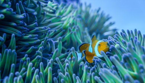 Protecting corals requires a multifactorial approach, study finds